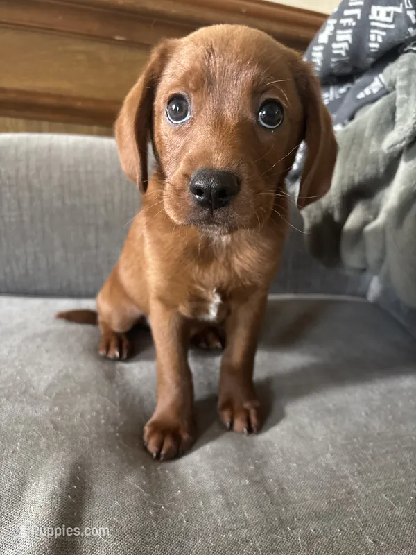 Revan  – Cavapoo, Chihuahua puppy for sale in Bedford, TX