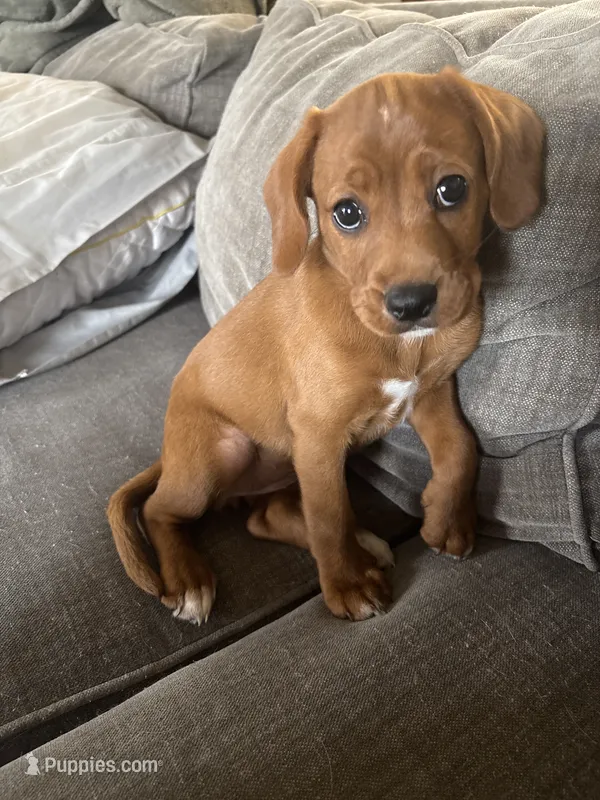 2 Paws – Cavapoo, Chihuahua puppy for sale in Bedford, TX