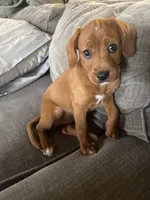 2 Paws, a female Cavapoo and Chihuahua for sale in Bedford, TX – 1 of 5
