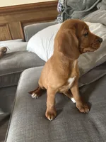 2 Paws, a female Cavapoo and Chihuahua for sale in Bedford, TX – 4 of 5