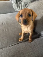 Junior, a male Cavapoo and Chihuahua for sale in Bedford, TX – 1 of 3