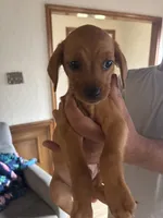 Junior, a male Cavapoo and Chihuahua for sale in Bedford, TX – 3 of 3
