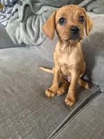 Junior, a male Cavapoo and Chihuahua for sale in Bedford, TX – 2 of 3