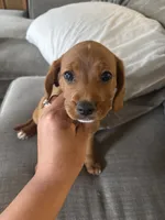2 Paws, a female Cavapoo and Chihuahua for sale in Bedford, TX – 3 of 5