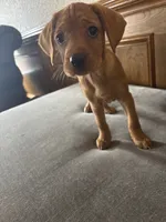 Rosa, a female Cavapoo and Chihuahua for sale in Bedford, TX – 2 of 3