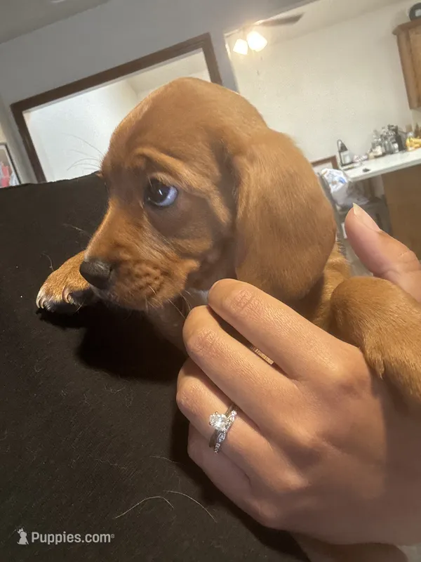 Lola – Cavapoo, Chihuahua puppy for sale in Bedford, TX