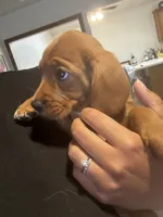 2 Paws, a female Cavapoo and Chihuahua for sale in Bedford, TX – 2 of 5