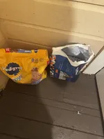 Eclipse , a male Yorkipoo for sale in Laurinburg, NC – Photo 3 of 3