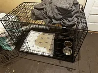 Eclipse , a male Yorkipoo for sale in Laurinburg, NC – Photo 2 of 3