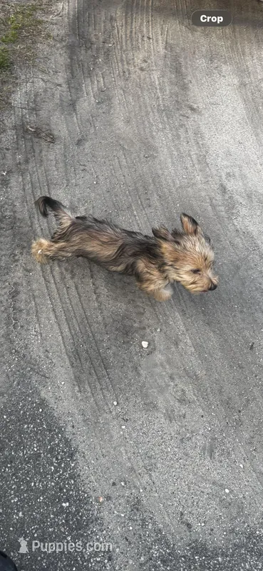 Eclipse  – Yorkipoo puppy for sale in Laurinburg, NC