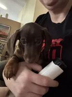 Mr. Green, a male Miniature Dachshund for sale in Ocala, FL – Photo 2 of 6