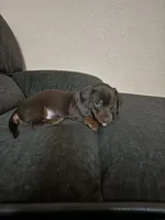 Mr. Green, a male Miniature Dachshund for sale in Ocala, FL – Photo 6 of 6