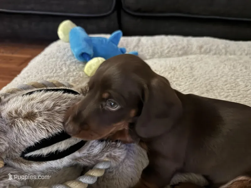 Mr. Green – Miniature Dachshund puppy for sale in Ocala, FL