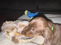 Mr. Green, a male Miniature Dachshund for sale in Ocala, FL – Photo 5 of 6