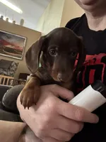 Mr. Green, a male Miniature Dachshund for sale in Ocala, FL – Photo 3 of 6