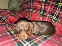 Mr Red, a male Miniature Dachshund for sale in Ocala, FL – Photo 6 of 6