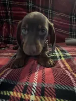 Mr Red, a male Miniature Dachshund for sale in Ocala, FL – Photo 3 of 6
