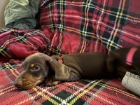 Mr Red, a male Miniature Dachshund for sale in Ocala, FL – Photo 5 of 6