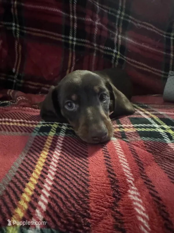 Mr Red – Miniature Dachshund puppy for sale in Ocala, FL