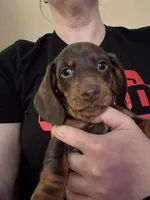 Mr Red, a male Miniature Dachshund for sale in Ocala, FL – Photo 2 of 6