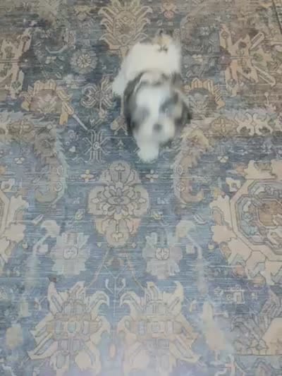 Claire, a female Shih Tzu for sale in Dade City, FL – 3 of 3