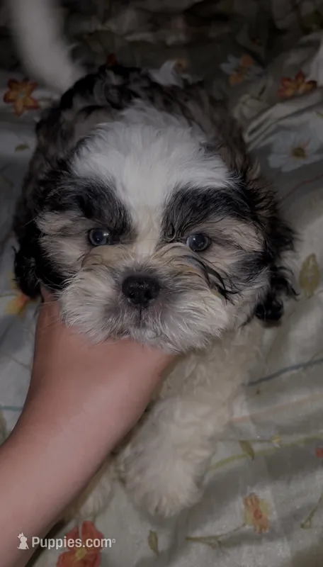 Bacon – Shih Tzu puppy for sale in Zephyrhills, FL