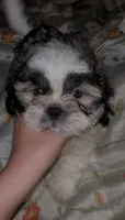 Bacon, a male Shih Tzu for sale in Zephyrhills, FL – 1 of 3