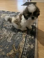 Daisy , a male Shih Tzu for sale in Dade City, FL – 3 of 4