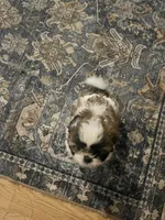 Daisy , a male Shih Tzu for sale in Dade City, FL – 2 of 4