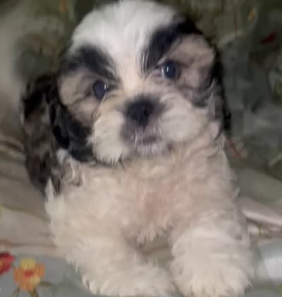 Bacon, a male Shih Tzu for sale in Zephyrhills, FL – 2 of 3
