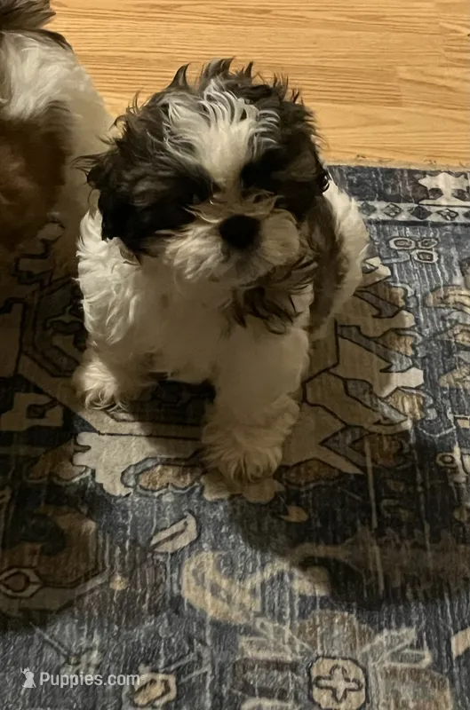 Claire – Shih Tzu puppy for sale in Dade City, FL
