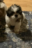 Claire, a female Shih Tzu for sale in Dade City, FL – 1 of 3