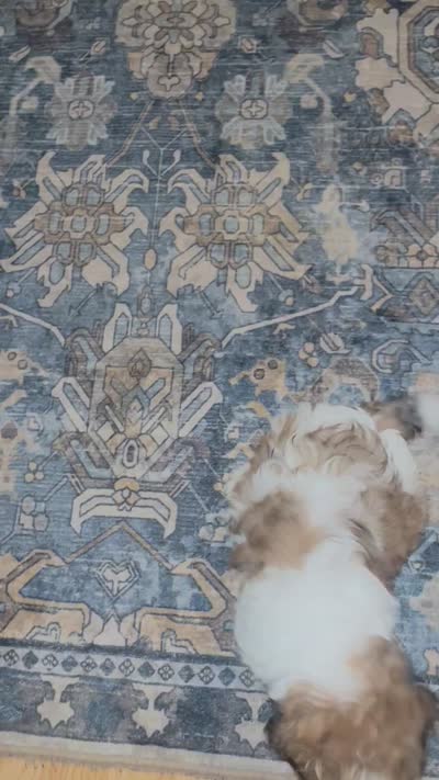 Daisy , a male Shih Tzu for sale in Dade City, FL – 4 of 4