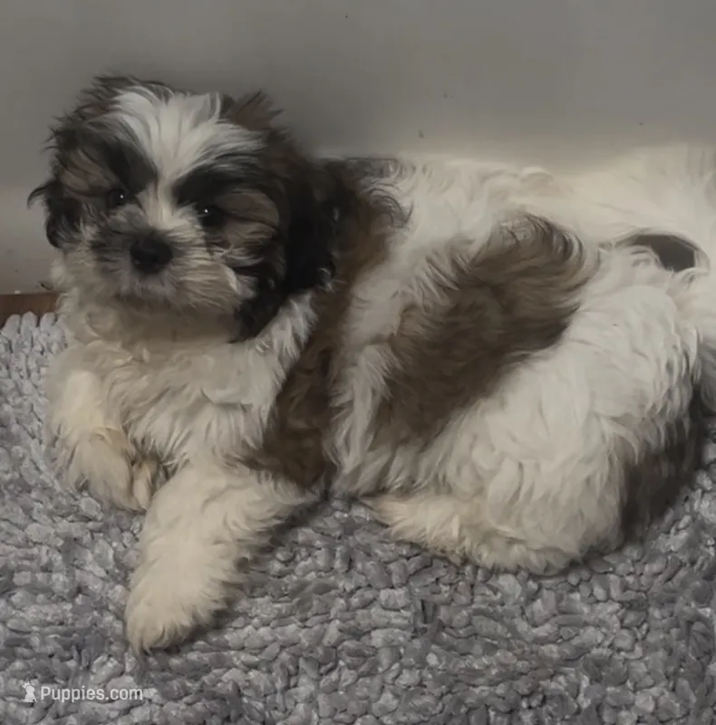 Brisket  – Shih Tzu puppy for sale in Zephyrhills, FL