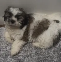 Brisket , a male Shih Tzu for sale in Zephyrhills, FL – 1 of 3