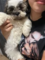 Brisket , a male Shih Tzu for sale in Zephyrhills, FL – 3 of 3