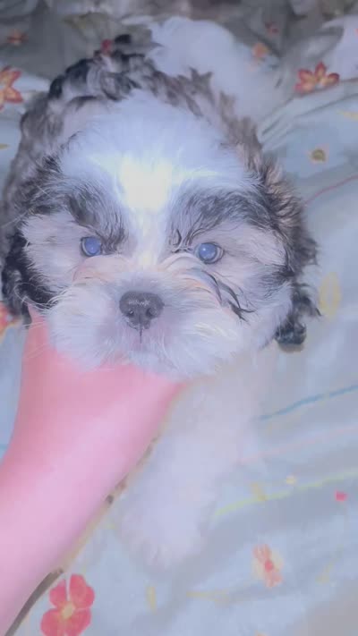 Bacon, a male Shih Tzu for sale in Zephyrhills, FL – 3 of 3