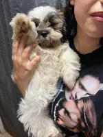 Brisket , a male Shih Tzu for sale in Zephyrhills, FL – 2 of 3