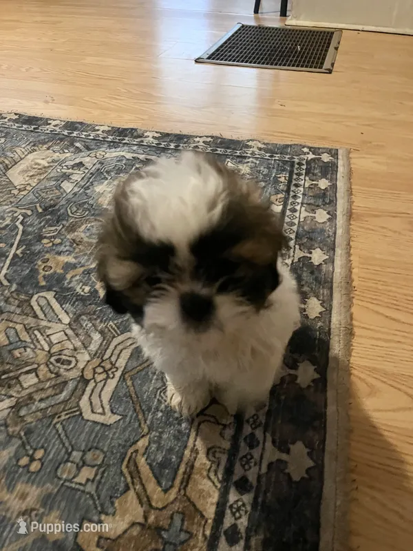 Daisy  – Shih Tzu puppy for sale in Dade City, FL