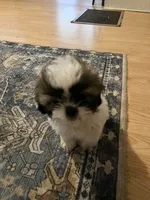 Daisy , a male Shih Tzu for sale in Dade City, FL – 1 of 4