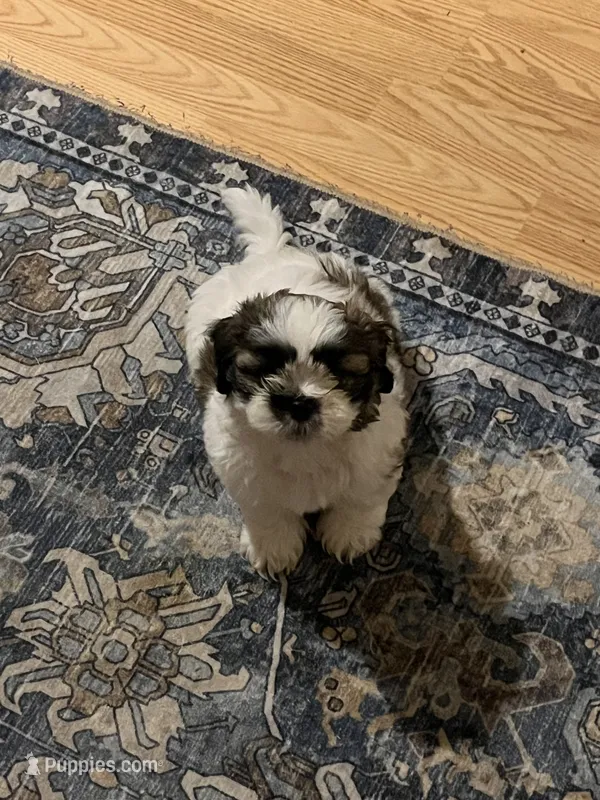 Brisket  – Shih Tzu puppy for sale in Dade City, FL