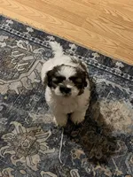 Brisket , a male Shih Tzu for sale in Dade City, FL – 1 of 1