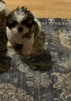 Claire, a female Shih Tzu for sale in Dade City, FL – 2 of 3