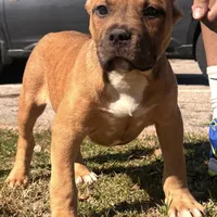Sabey, a male American Bully for sale in Frisco, TX – Photo 1 of 2
