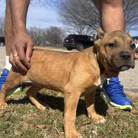 Sabey, a male American Bully for sale in Frisco, TX – Photo 2 of 2