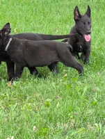 Light blue, a female German Shepherd Dog for sale in Holden, MO – 4 of 5
