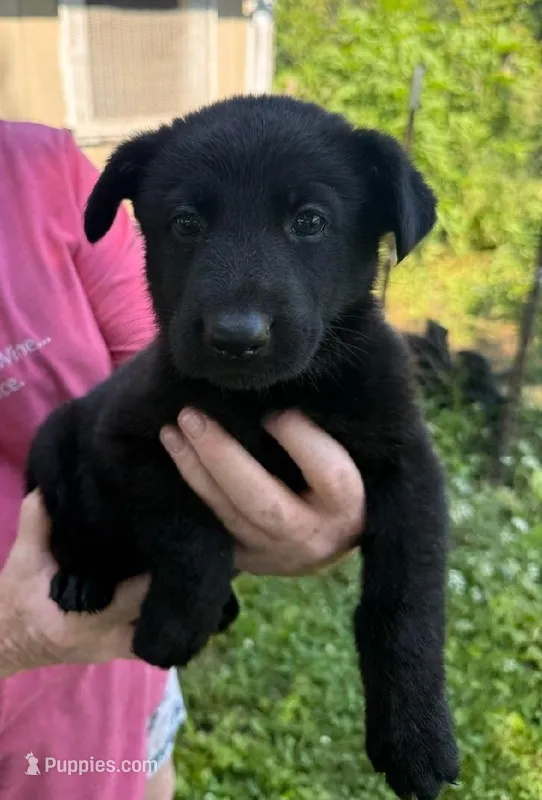 Pink – German Shepherd Dog puppy for sale in Holden, MO