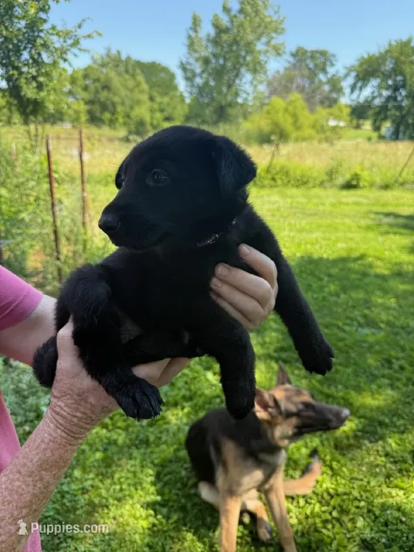 Purple – German Shepherd Dog puppy for sale in Holden, MO