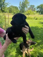 Purple, a female German Shepherd Dog for sale in Holden, MO – 1 of 1