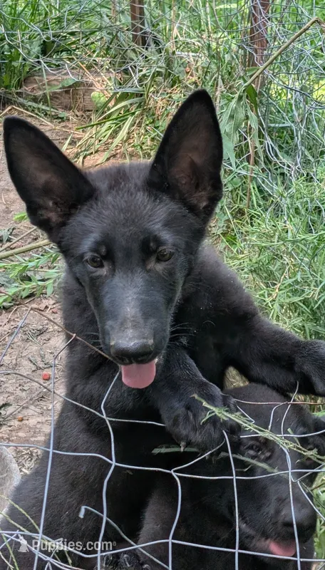 Purple – German Shepherd Dog puppy for sale in Holden, MO